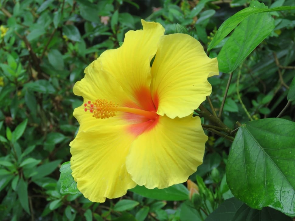 yellow and red hibiscus preview