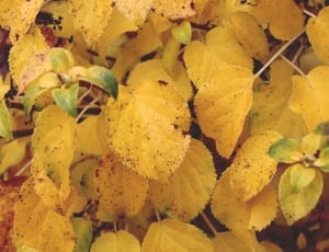 yellow leaf lot thumbnail