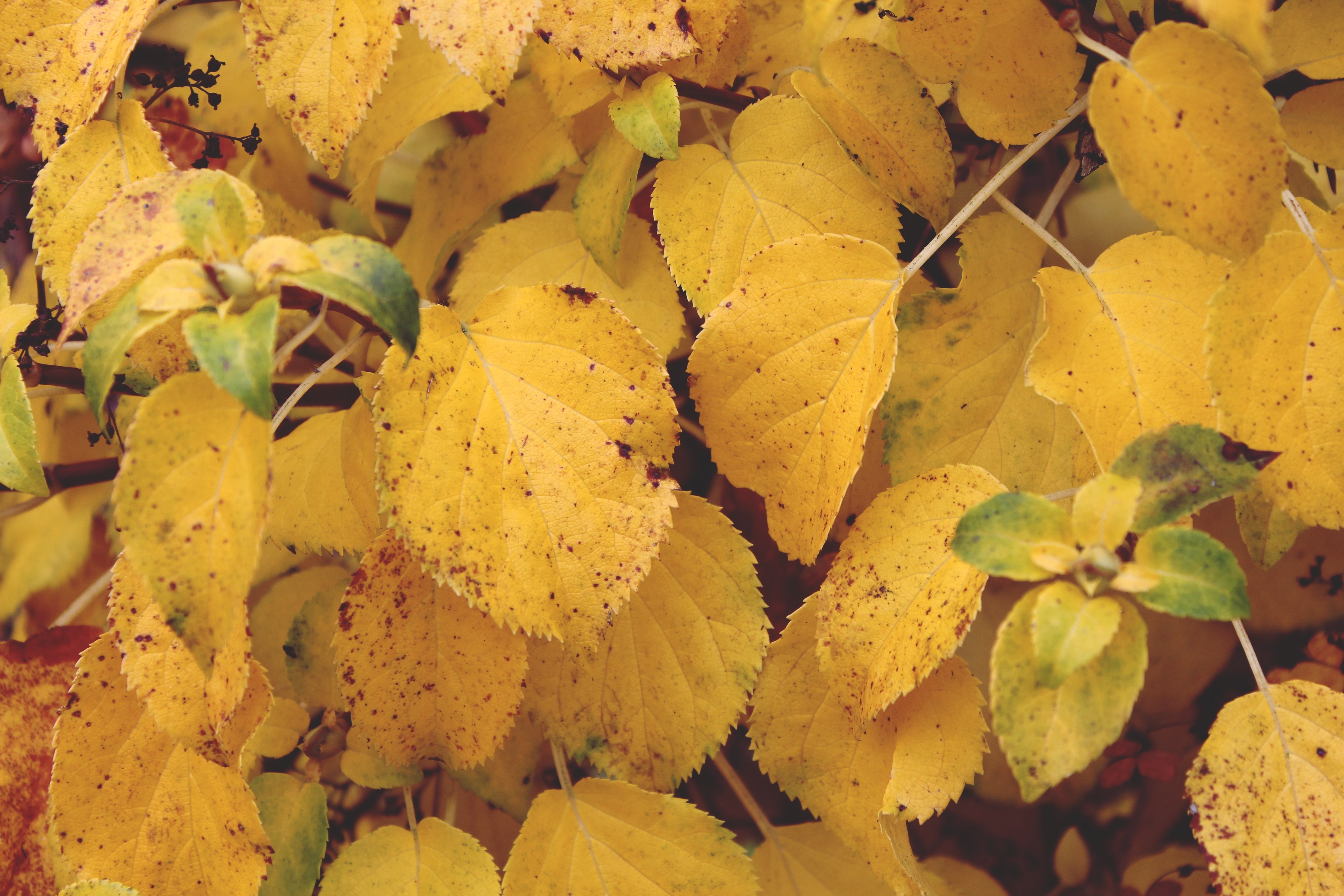 yellow leaf lot