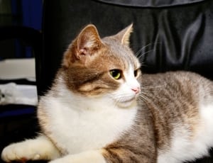 brown and white tabby cat thumbnail