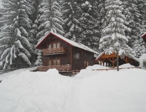 brown wooden snow forest cabin thumbnail