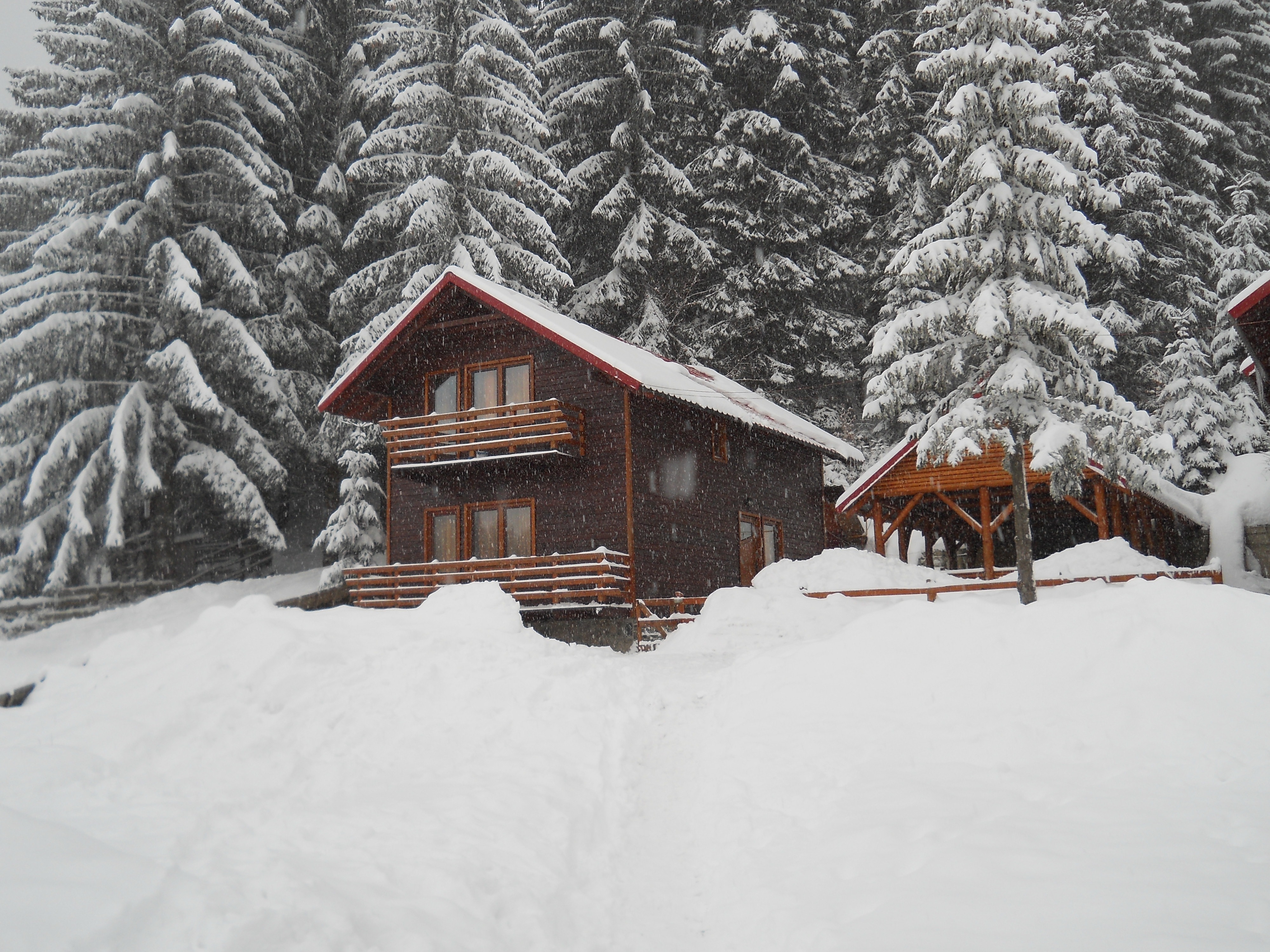 brown wooden snow forest cabin