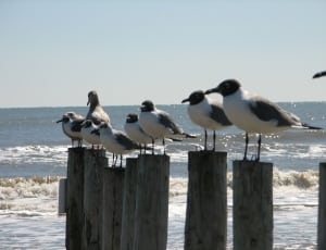 black and white seagulls thumbnail
