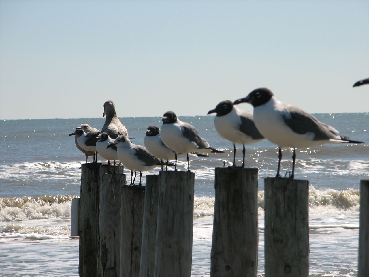 black and white seagulls