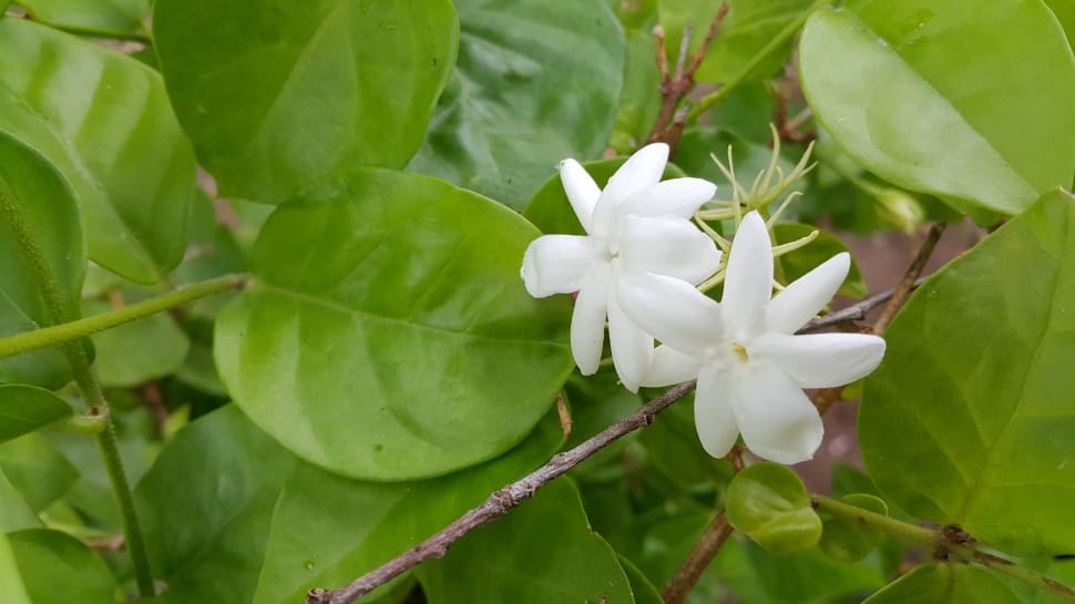 white jasmine flower preview