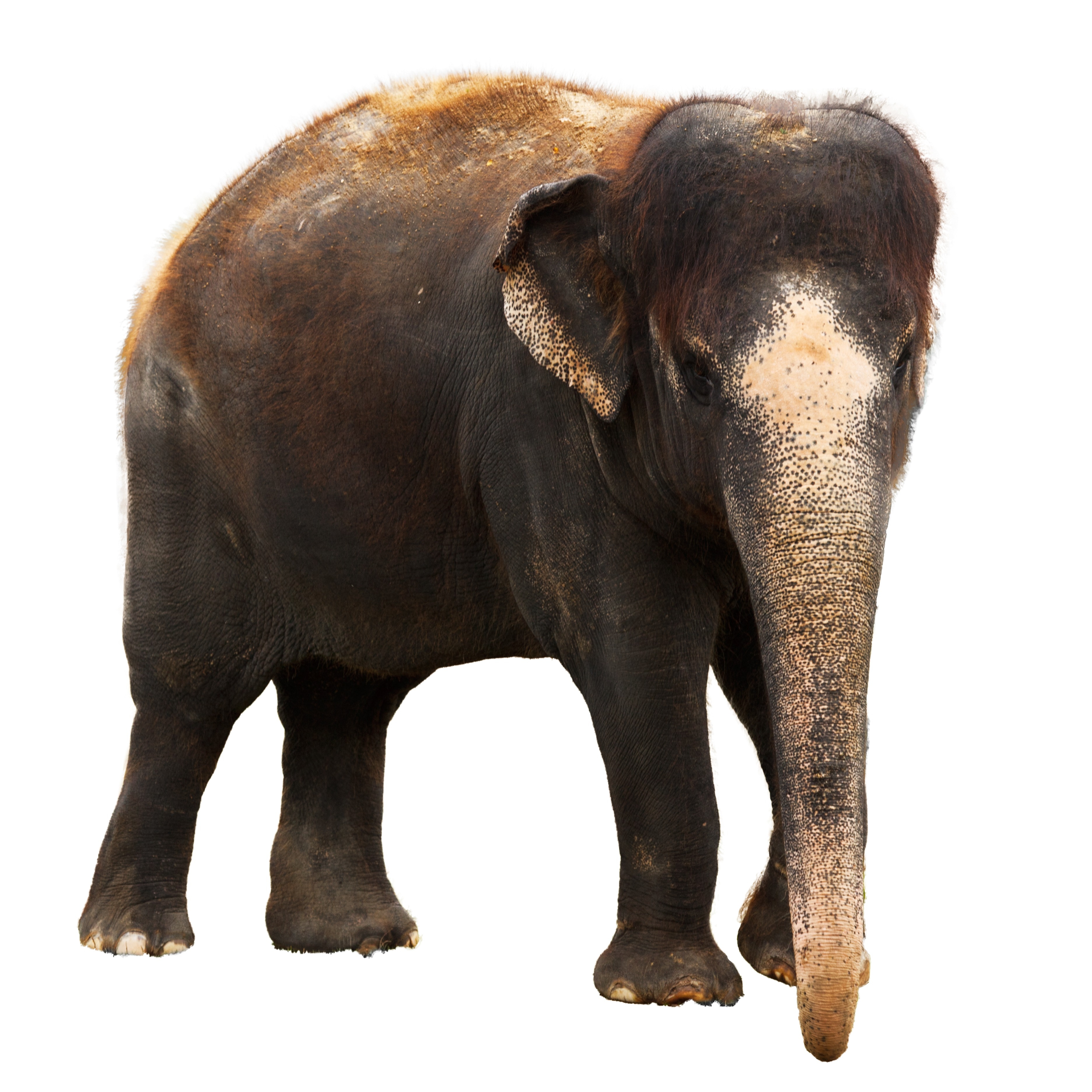 brown elephant