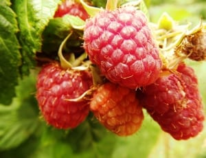 red berry fruit thumbnail