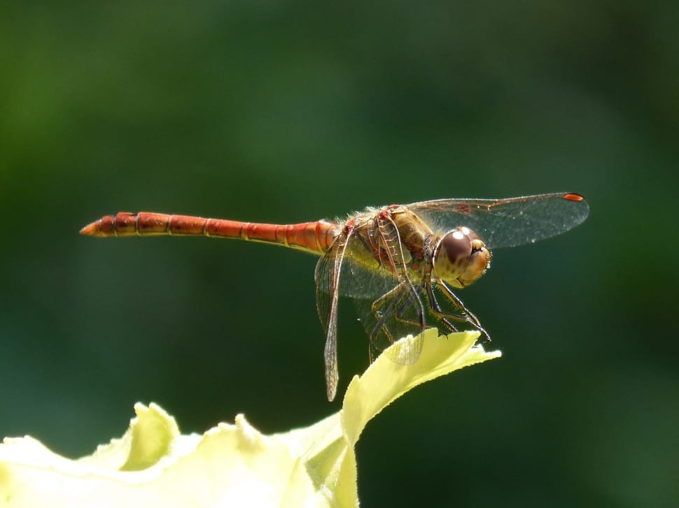 close up focus photo of a red and green dragonfly on white petaled flower preview