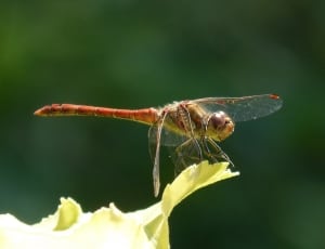 close up focus photo of a red and green dragonfly on white petaled flower thumbnail