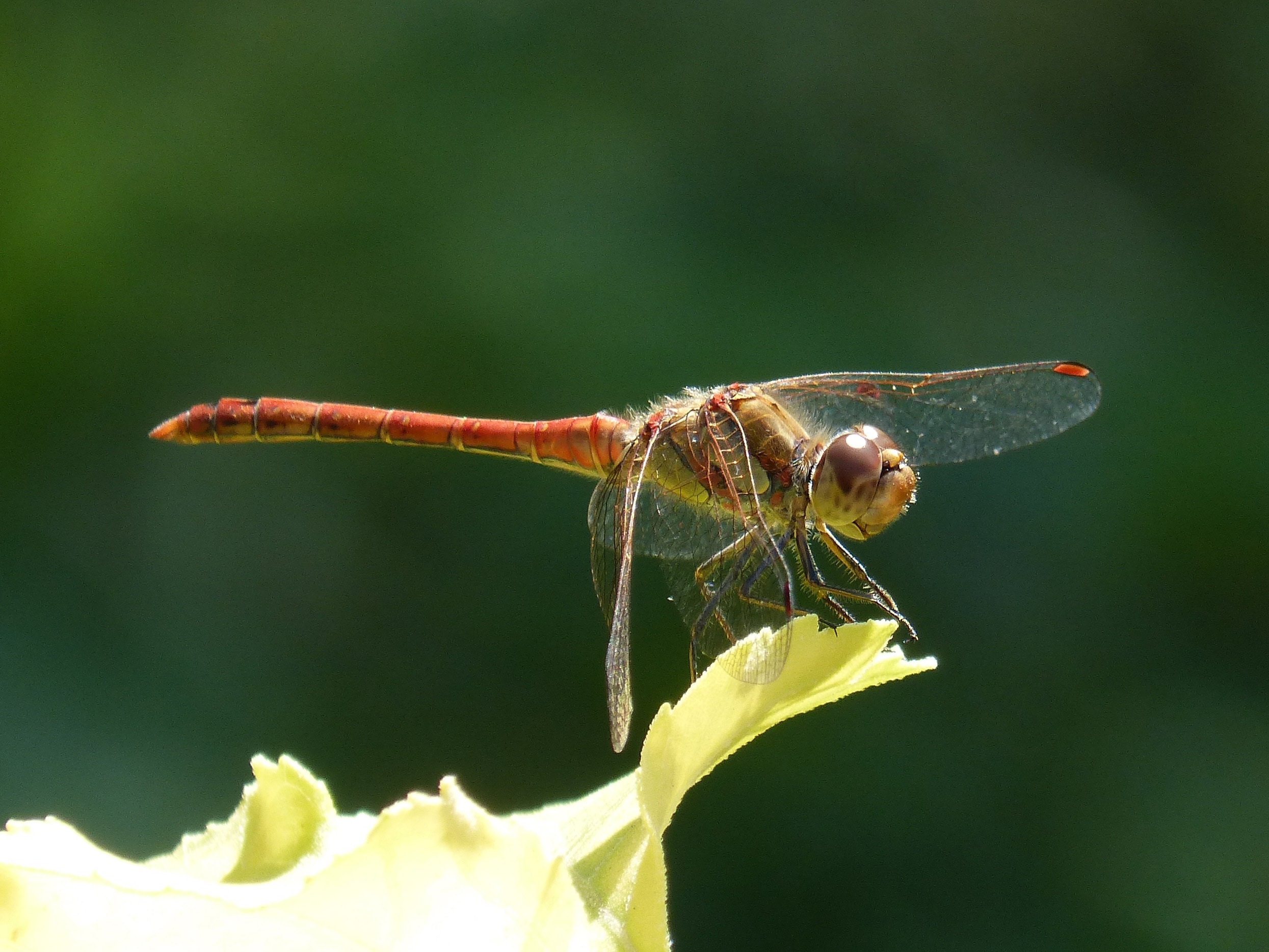 close up focus photo of a red and green dragonfly on white petaled flower