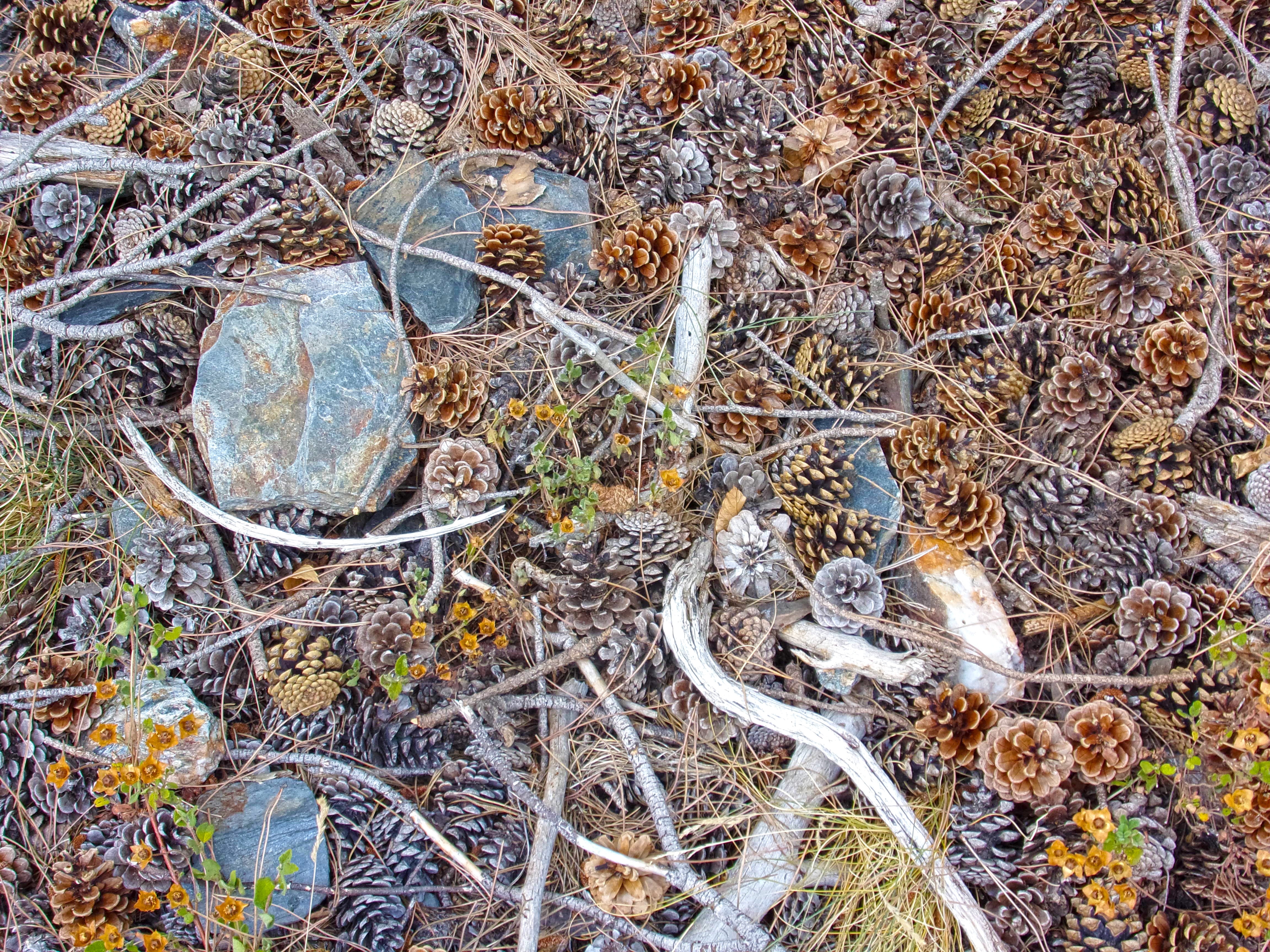 gray stones and pine cones lot