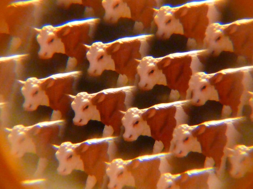 brown and white cow kaleidoscope photo preview