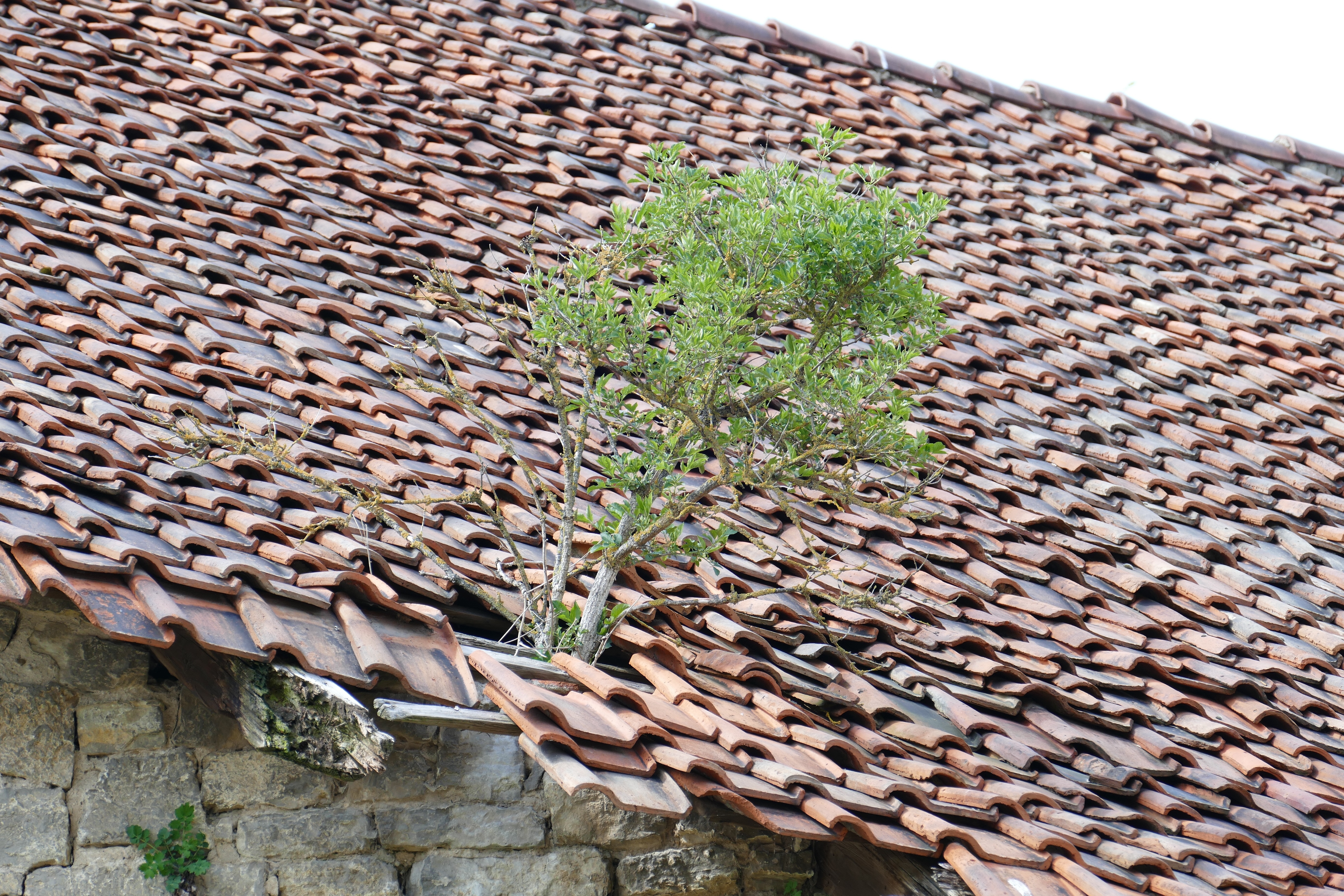 brown clay roofing