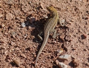 gecko on the ground thumbnail