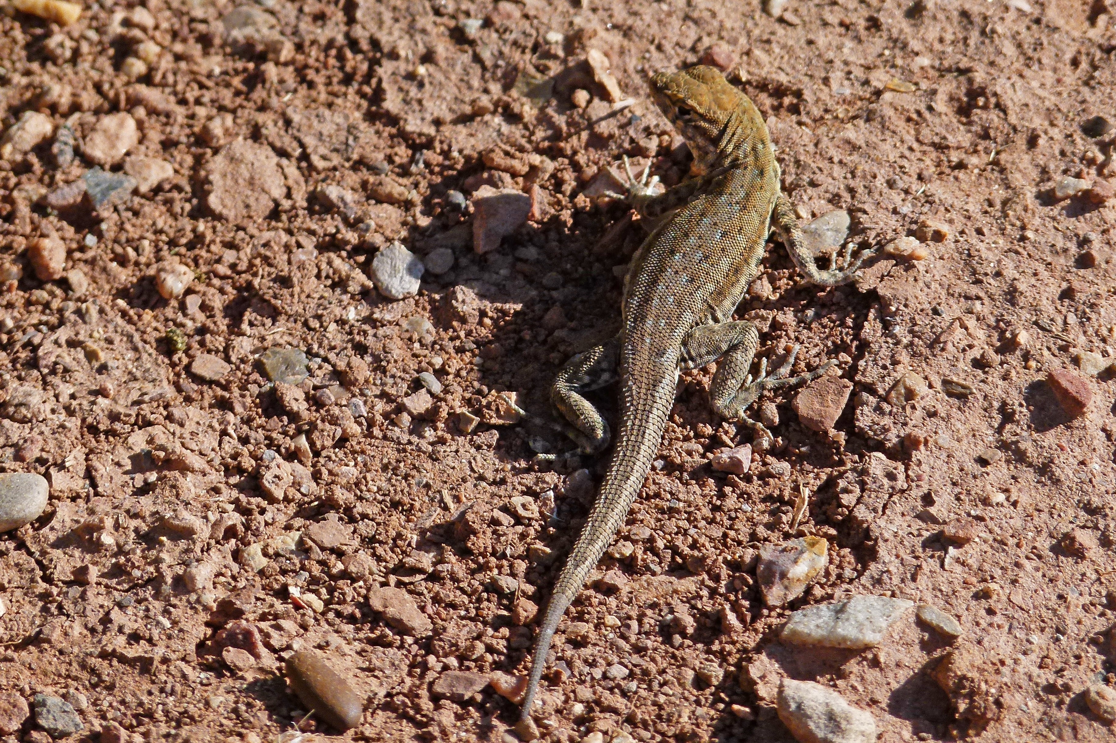 gecko on the ground