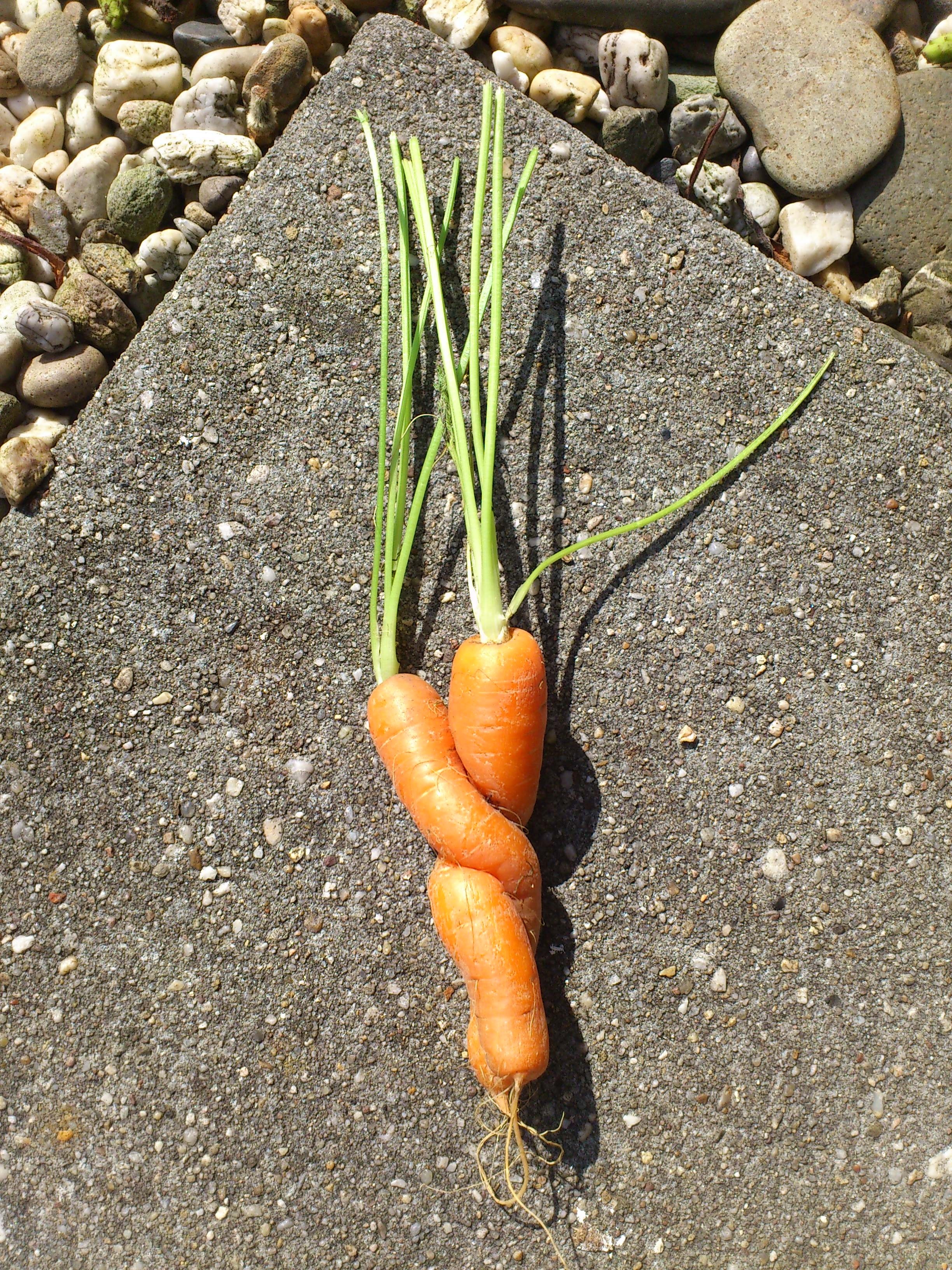 2 orange carrots