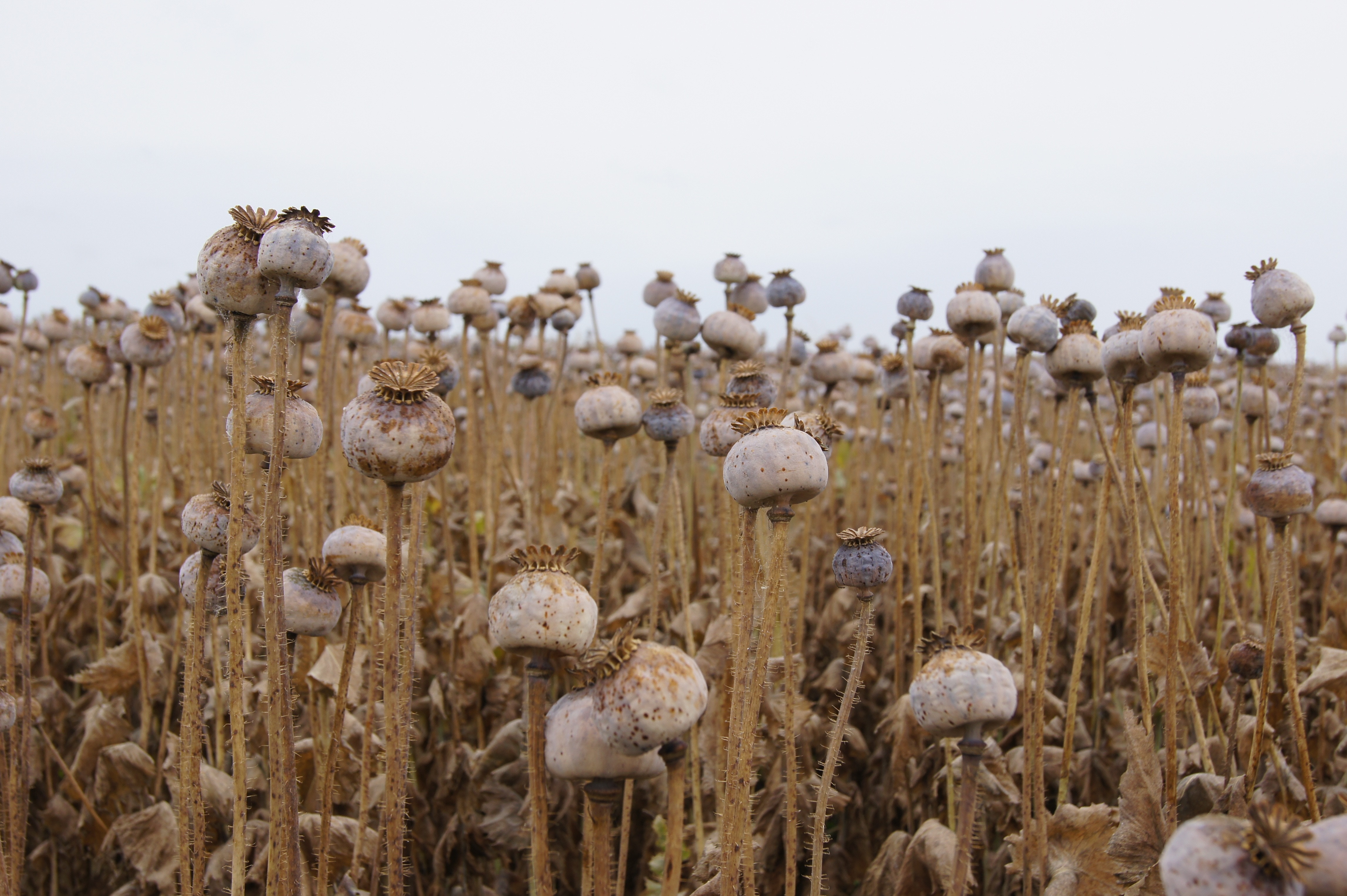 field of gray flowers