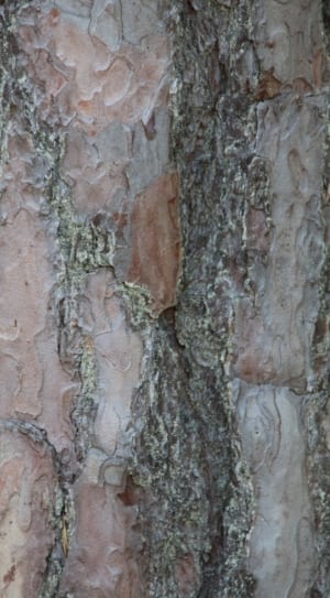 close up photography of brown and grey wood thumbnail