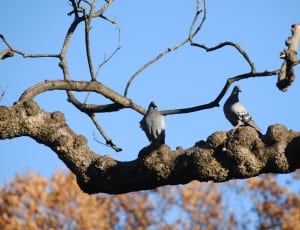 pair of grey pigeons thumbnail