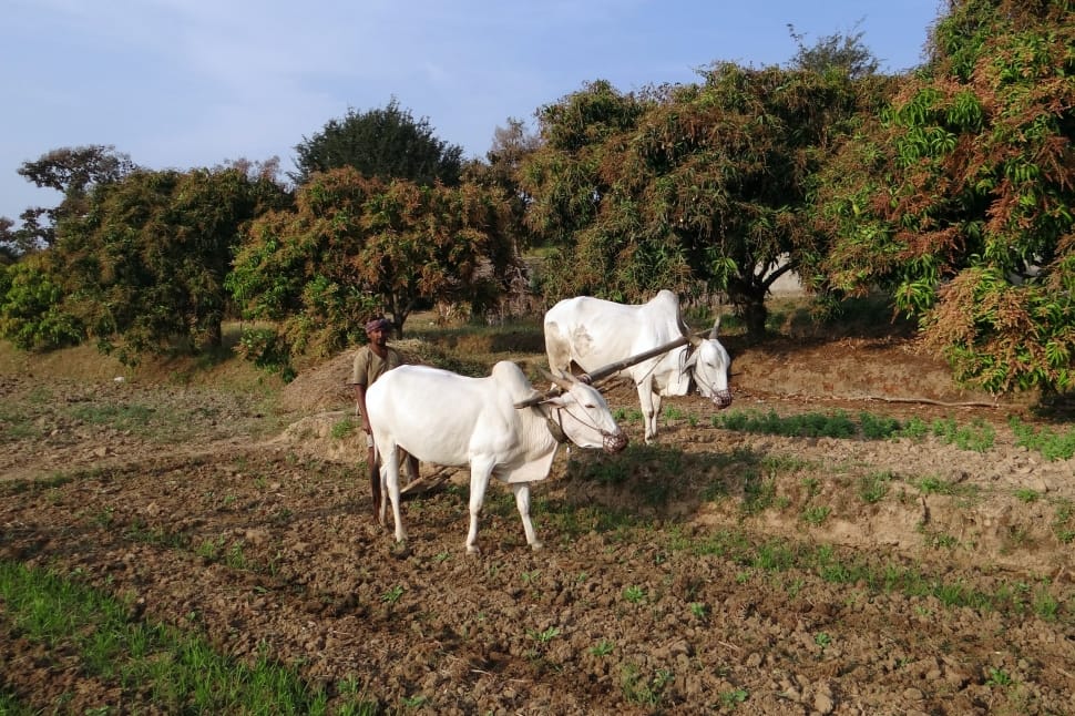 2 white cattles preview