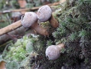 3 gray and brown mushrooms thumbnail