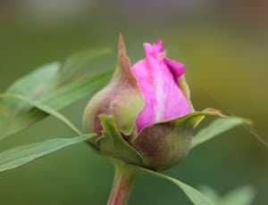 pink and green petal flower thumbnail