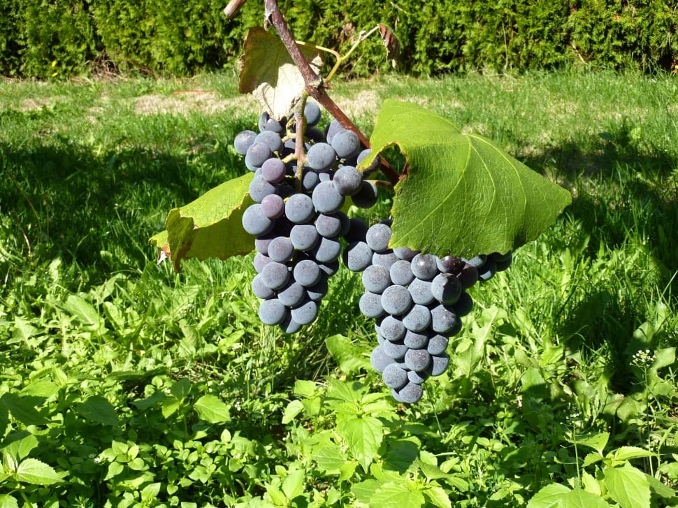 purple grape fruit preview