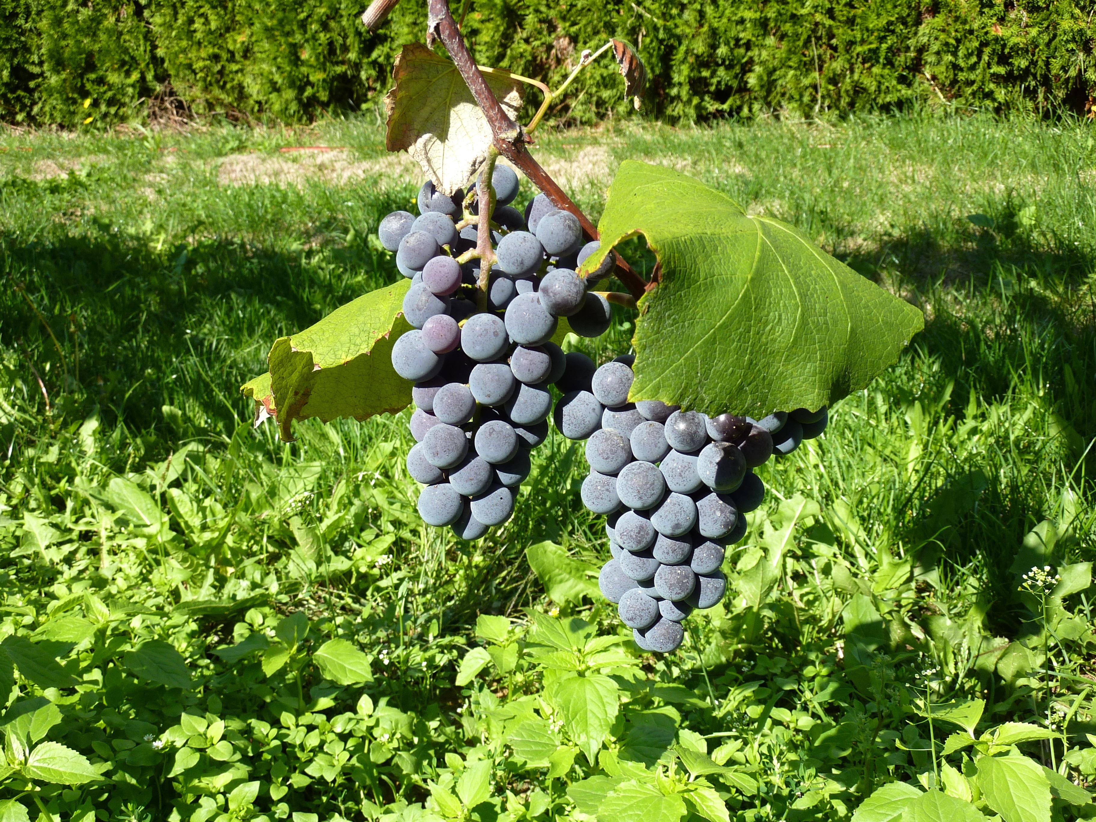 purple grape fruit
