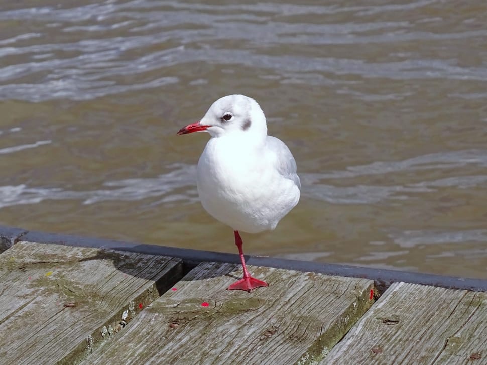 white seagull preview