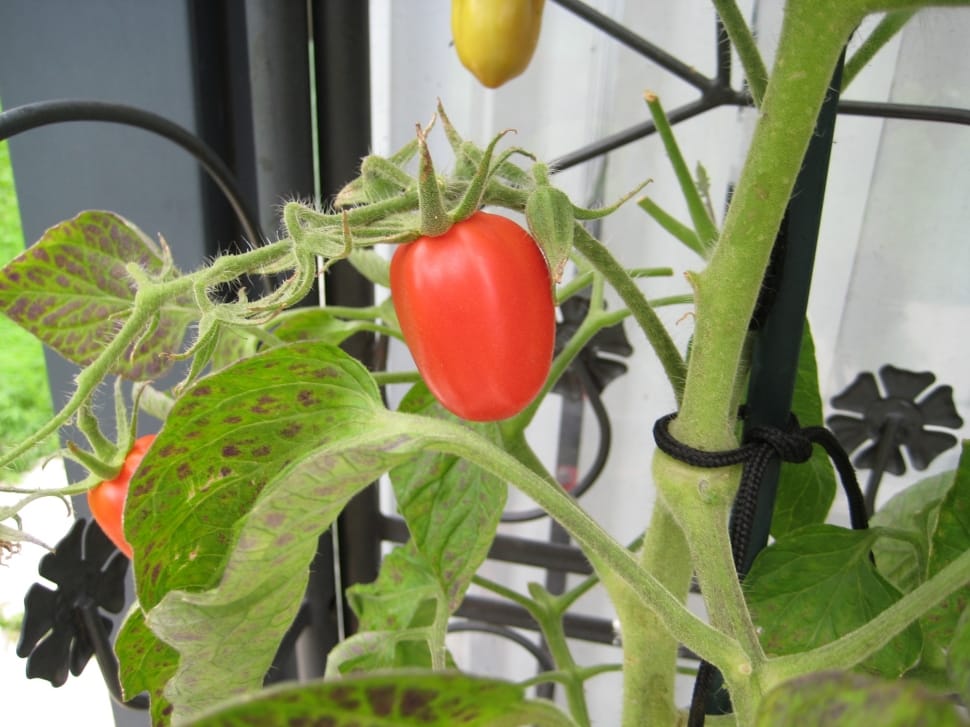 tomato fruit preview