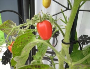 tomato fruit thumbnail