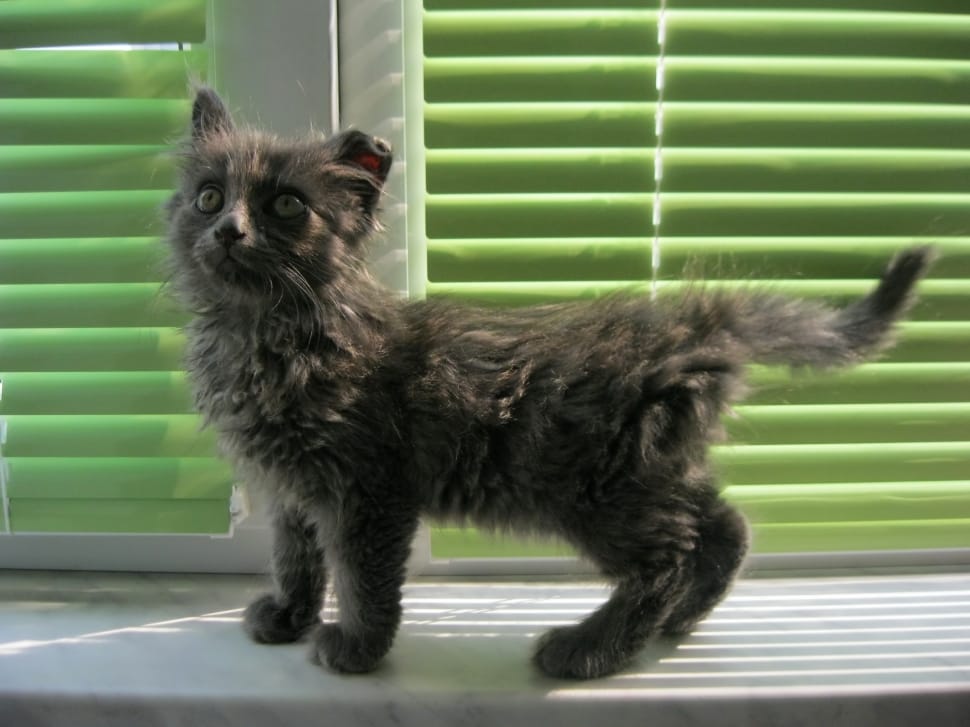 grey kitten preview