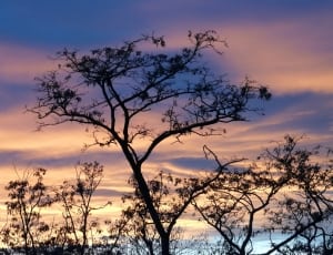 Sunset, Sky, Clouds, Afterglow, Tree, nature, tree thumbnail