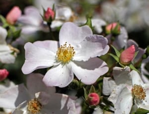 white cosmos and pink rose flowers thumbnail