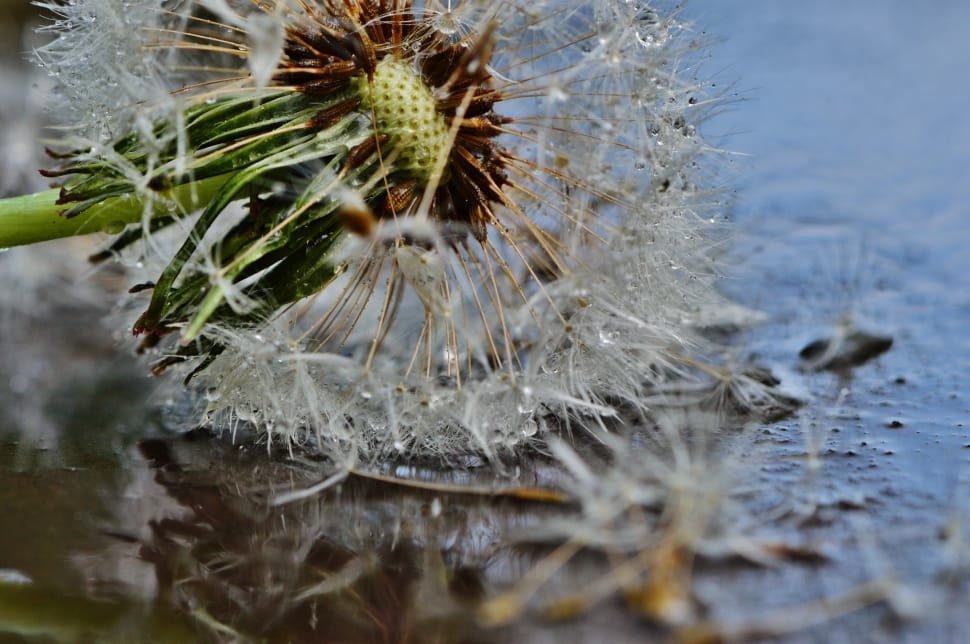 white and brown dandelion preview