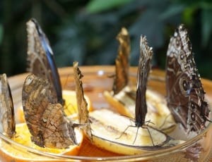 assorted butterflies in fruits thumbnail
