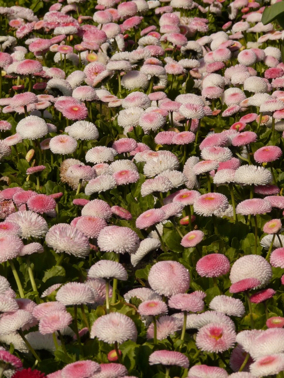 pink flower field preview