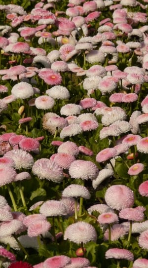 pink flower field thumbnail