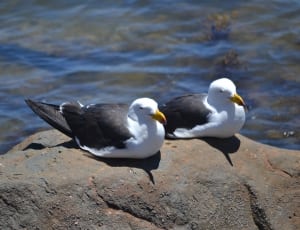 white and black albatroz bird thumbnail