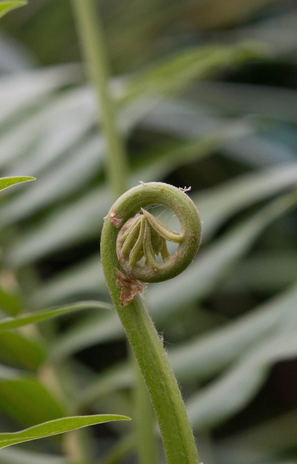 selective focus photo of green flower bud preview