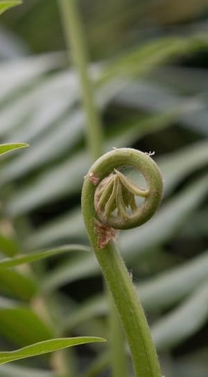 selective focus photo of green flower bud thumbnail