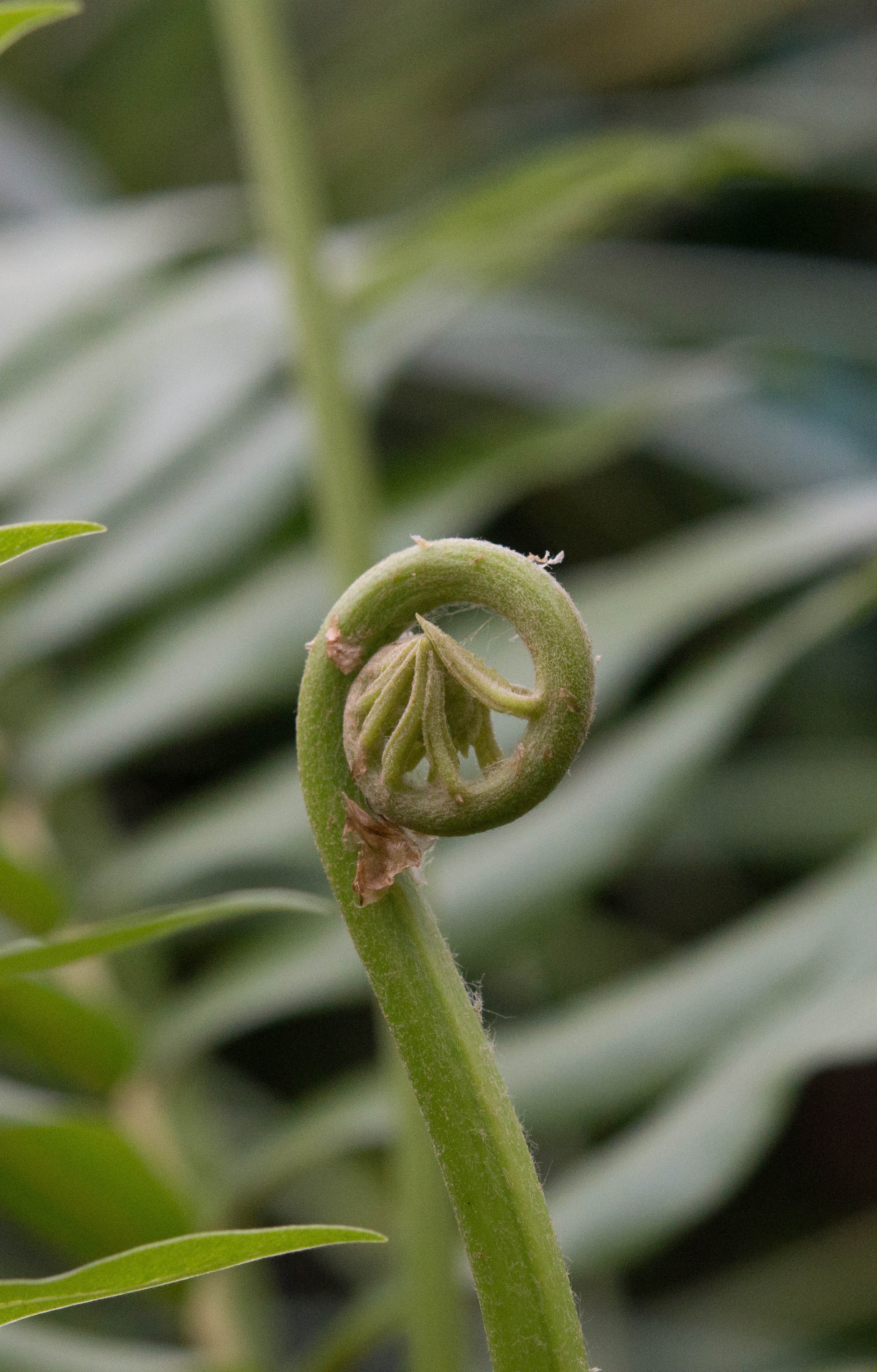 selective focus photo of green flower bud
