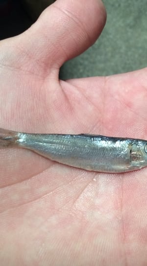 gray fish thumbnail