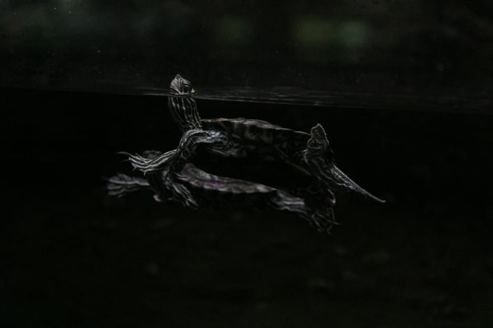 black turtle on water preview