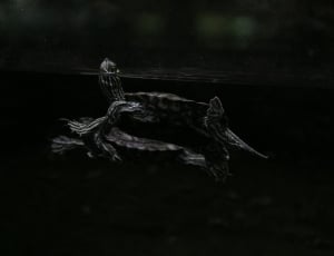 black turtle on water thumbnail