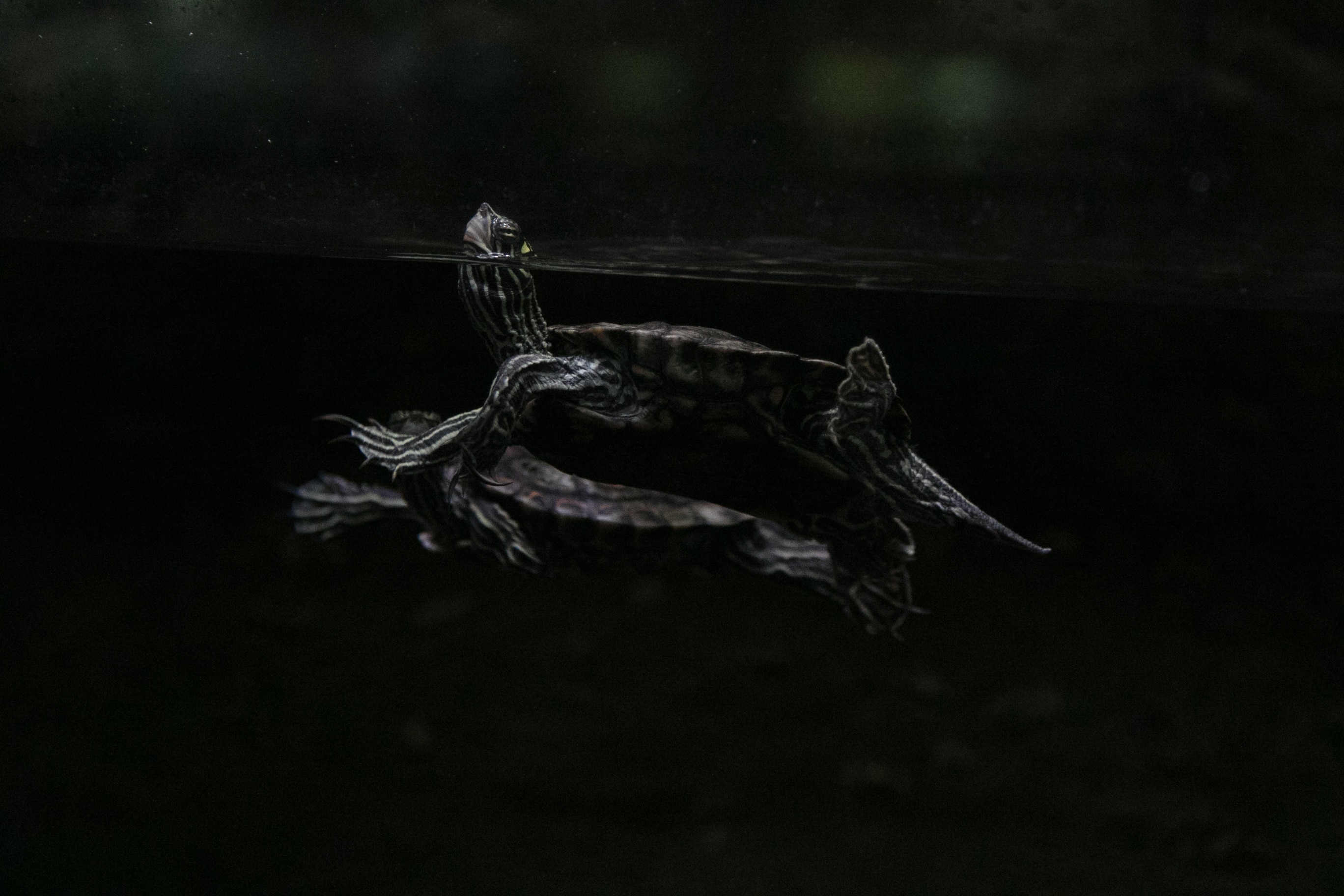 black turtle on water