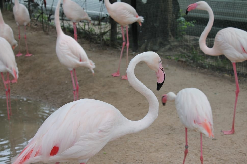 flocks of flamingoes preview