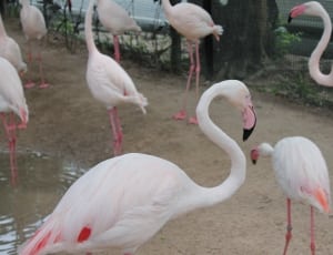 flocks of flamingoes thumbnail