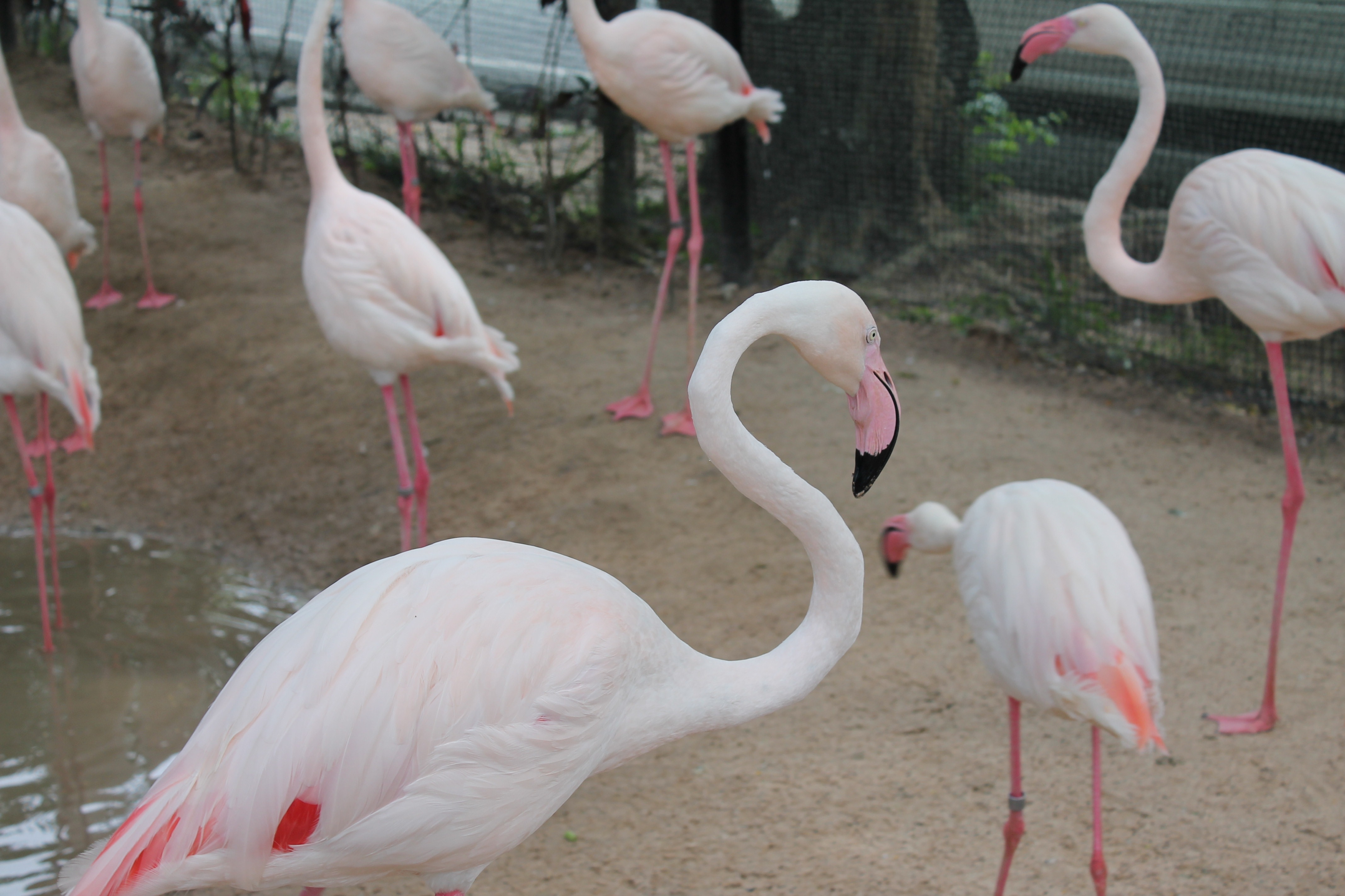 flocks of flamingoes