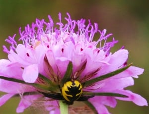 banded argiope spider on pink petaled flower thumbnail